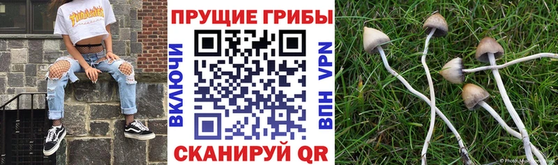 наркошоп  KRAKEN вход  Галлюциногенные грибы MAGIC MUSHROOMS  Чайковский 